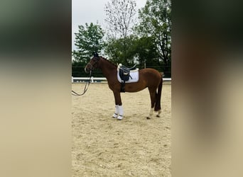 Westfaliano, Giumenta, 3 Anni, 160 cm, Sauro