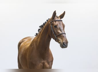 Westfaliano, Giumenta, 3 Anni, 160 cm, Sauro