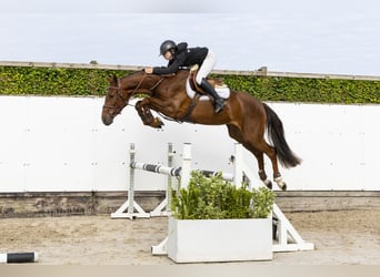 Westfaliano, Giumenta, 3 Anni, 160 cm, Sauro