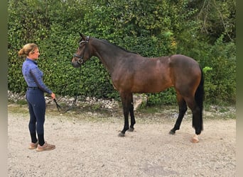 Westfaliano, Giumenta, 3 Anni, 162 cm, Baio scuro