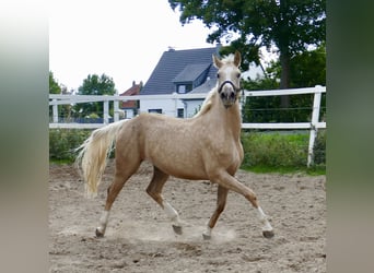 Westfaliano, Giumenta, 3 Anni, 162 cm, Palomino