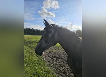 Westfaliano, Giumenta, 3 Anni, 162 cm, Può diventare grigio