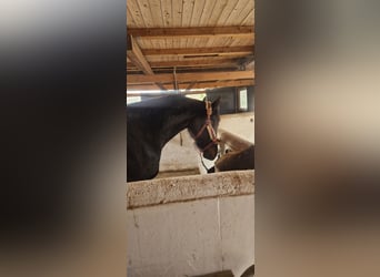 Westfaliano, Giumenta, 3 Anni, 163 cm, Baio nero