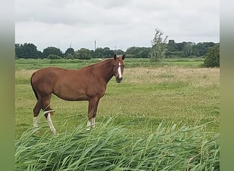 Westfaliano, Giumenta, 3 Anni, 163 cm, Sauro