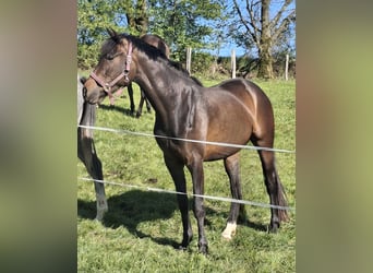 Westfaliano, Giumenta, 3 Anni, 164 cm, Baio