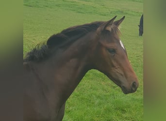 Westfaliano, Giumenta, 3 Anni, 164 cm, Baio
