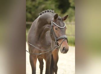 Westfaliano, Giumenta, 3 Anni, 164 cm, Baio scuro