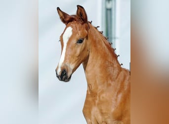 Westfaliano, Giumenta, 3 Anni, 165 cm, Baio