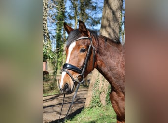 Westfaliano, Giumenta, 3 Anni, 165 cm, Baio