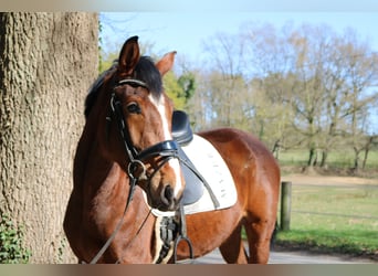 Westfaliano, Giumenta, 3 Anni, 165 cm, Baio