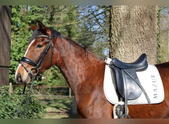 Westfaliano, Giumenta, 3 Anni, 165 cm, Baio