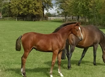 Westfaliano, Giumenta, 3 Anni, 165 cm, Baio