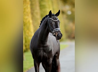 Westfaliano, Giumenta, 3 Anni, 165 cm, Baio nero
