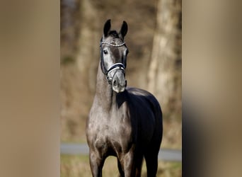 Westfaliano, Giumenta, 3 Anni, 165 cm, Grigio ferro