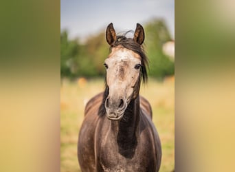 Westfaliano, Giumenta, 3 Anni, 165 cm, Grigio pezzato