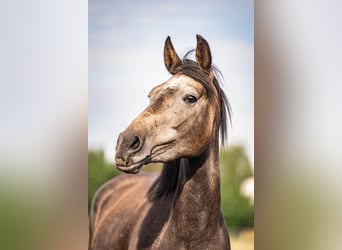 Westfaliano, Giumenta, 3 Anni, 165 cm, Grigio pezzato