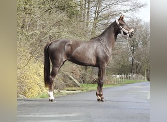 Westfaliano, Giumenta, 3 Anni, 165 cm, Sauro scuro