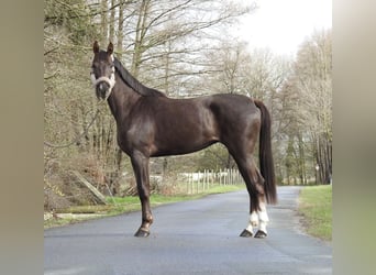Westfaliano, Giumenta, 3 Anni, 165 cm, Sauro scuro