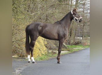 Westfaliano, Giumenta, 3 Anni, 165 cm, Sauro scuro