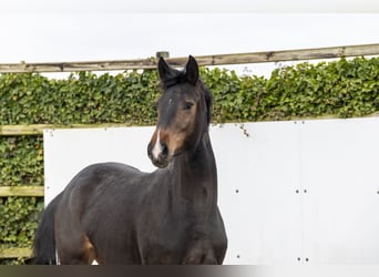 Westfaliano, Giumenta, 3 Anni, 166 cm, Baio