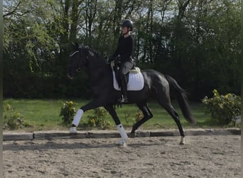 Westfaliano, Giumenta, 3 Anni, 166 cm, Morello