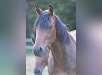 Westfaliano, Giumenta, 3 Anni, 167 cm, Baio
