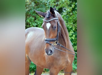 Westfaliano, Giumenta, 3 Anni, 167 cm, Baio