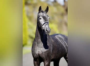 Westfaliano, Giumenta, 3 Anni, 167 cm, Grigio ferro