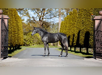 Westfaliano, Giumenta, 3 Anni, 167 cm, Grigio ferro
