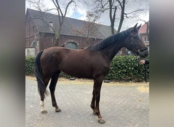 Westfaliano, Giumenta, 3 Anni, 168 cm, Sauro