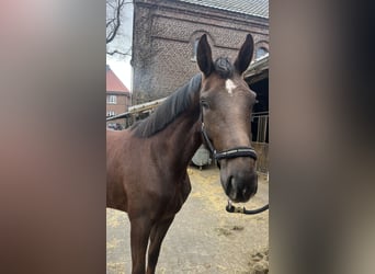 Westfaliano, Giumenta, 3 Anni, 168 cm, Sauro