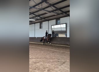 Westfaliano, Giumenta, 3 Anni, 169 cm, Baio