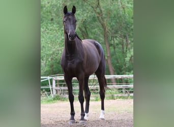 Westfaliano, Giumenta, 3 Anni, 169 cm