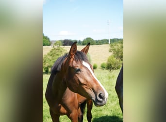 Westfaliano, Giumenta, 3 Anni, 170 cm, Baio