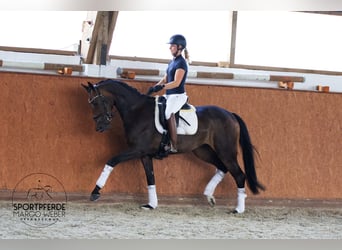 Westfaliano, Giumenta, 3 Anni, 170 cm, Baio nero