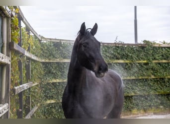 Westfaliano, Giumenta, 3 Anni, 170 cm, Baio nero