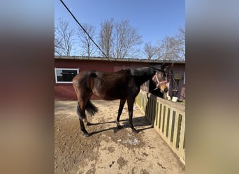 Westfaliano, Giumenta, 3 Anni, 170 cm, Baio scuro