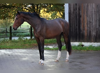 Westfaliano, Giumenta, 3 Anni, 170 cm, Baio