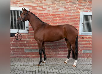 Westfaliano, Giumenta, 3 Anni, 174 cm, Baio