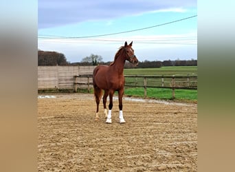 Westfaliano, Giumenta, 3 Anni, 175 cm, Sauro scuro