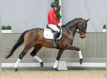 Westfaliano, Giumenta, 3 Anni, Baio