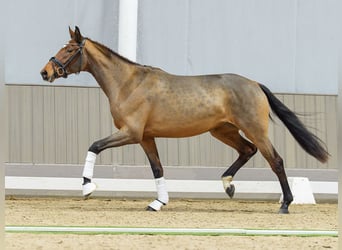 Westfaliano, Giumenta, 3 Anni, Baio