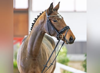 Westfaliano, Giumenta, 3 Anni, Baio