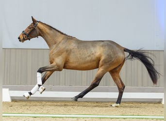 Westfaliano, Giumenta, 3 Anni, Baio