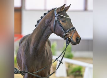 Westfaliano, Giumenta, 3 Anni, Baio