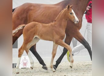 Westfaliano, Giumenta, 3 Anni