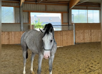 Westfaliano, Giumenta, 3 Anni, Grigio pezzato