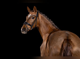 Westfaliano, Giumenta, 3 Anni, Sauro scuro