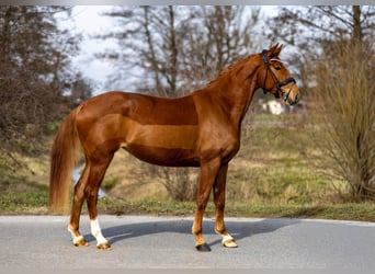 Westfaliano, Giumenta, 4 Anni, 156 cm, Sauro