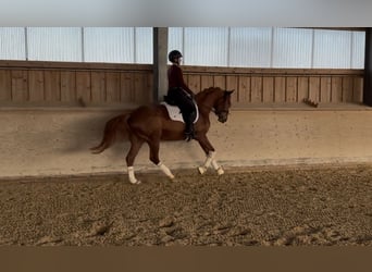 Westfaliano, Giumenta, 4 Anni, 156 cm, Sauro